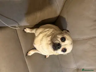 Jug dogs My little girl Daisy - Advert 1