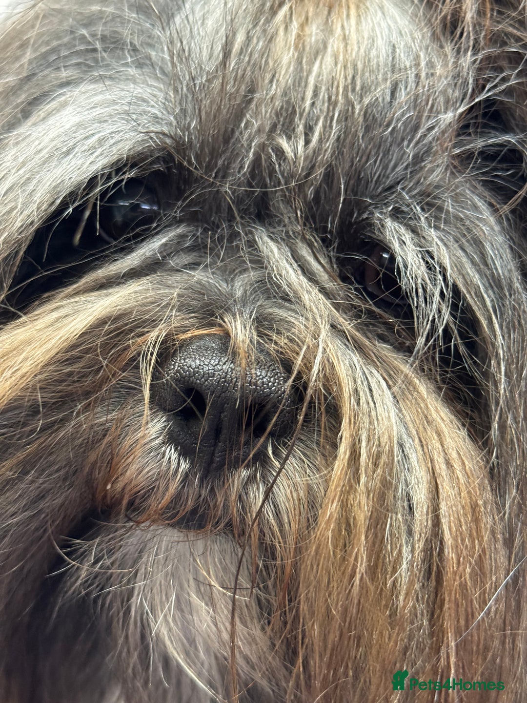 Lhasa Apso dogs for sale: Gorgeous black male  - Image 1