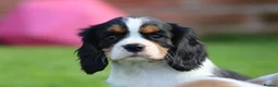 Cavalier King Charles Spaniel dogs for sale: Beautiful Cavalier King Charles Spaniel puppies - Advert 39