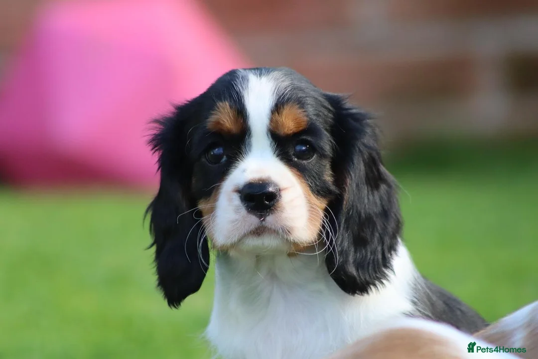 Cavalier King Charles Spaniel dogs for sale: Beautiful Cavalier King Charles Spaniel puppies - Advert 39