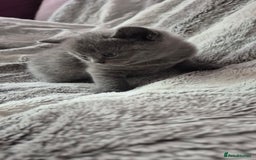 Scottish Fold cats for sale: Scottish fold and straight kittens  - Image 18