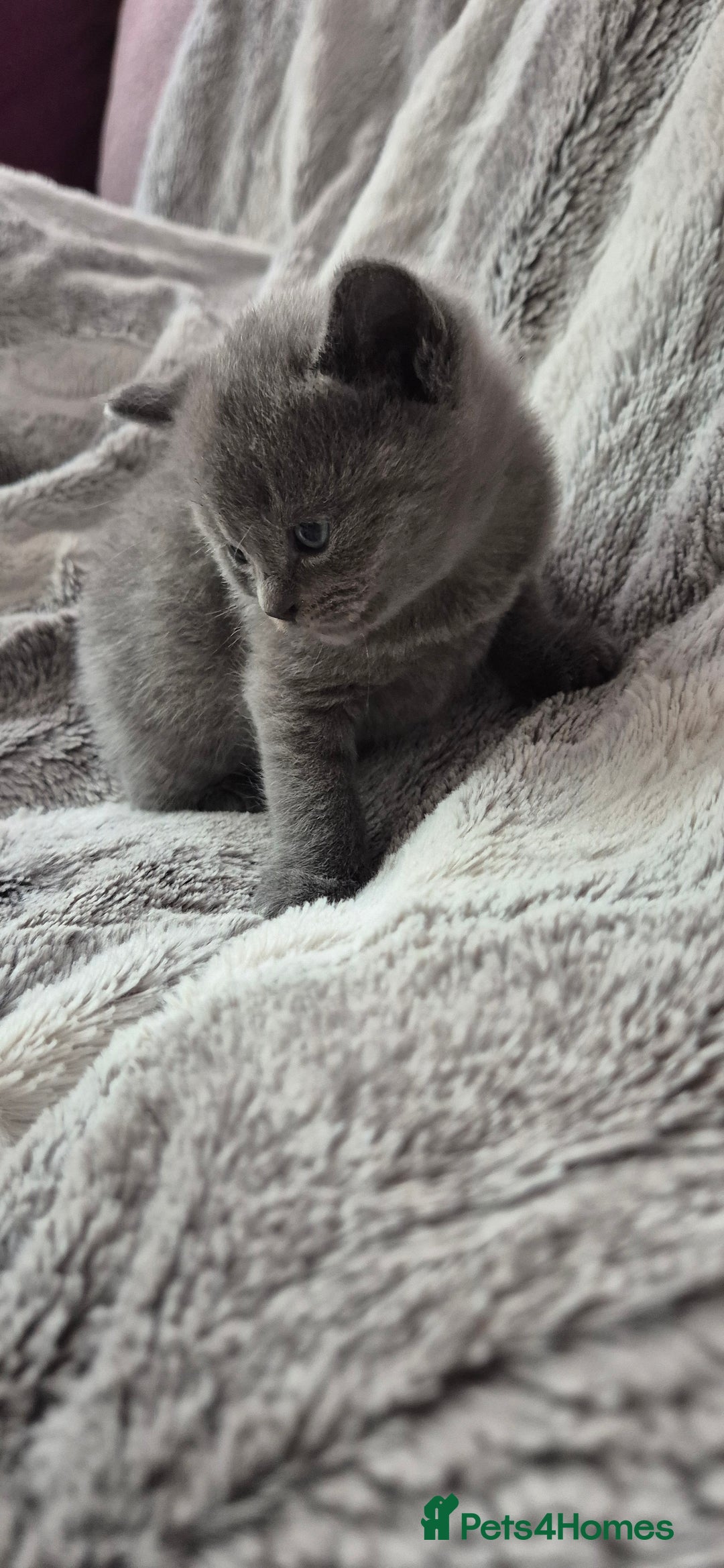 Scottish Fold cats for sale: Scottish fold and straight kittens  - Image 18