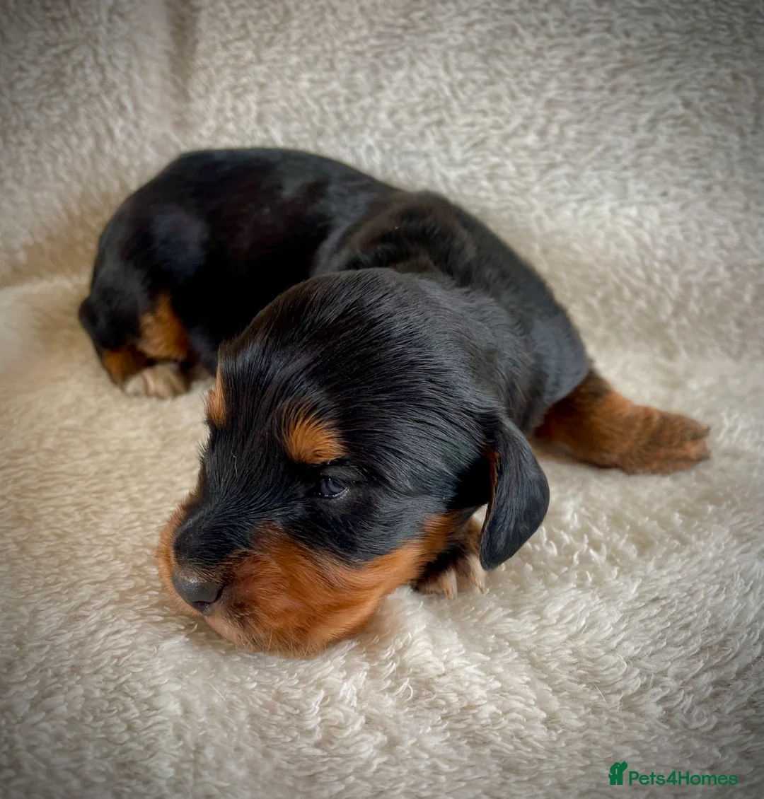 Cocker Spaniel dogs for stud: Small Health Tested KC liver and tan Cocker Stud in Harrogate - Advert 12