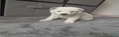 Huskita Puppy 1
