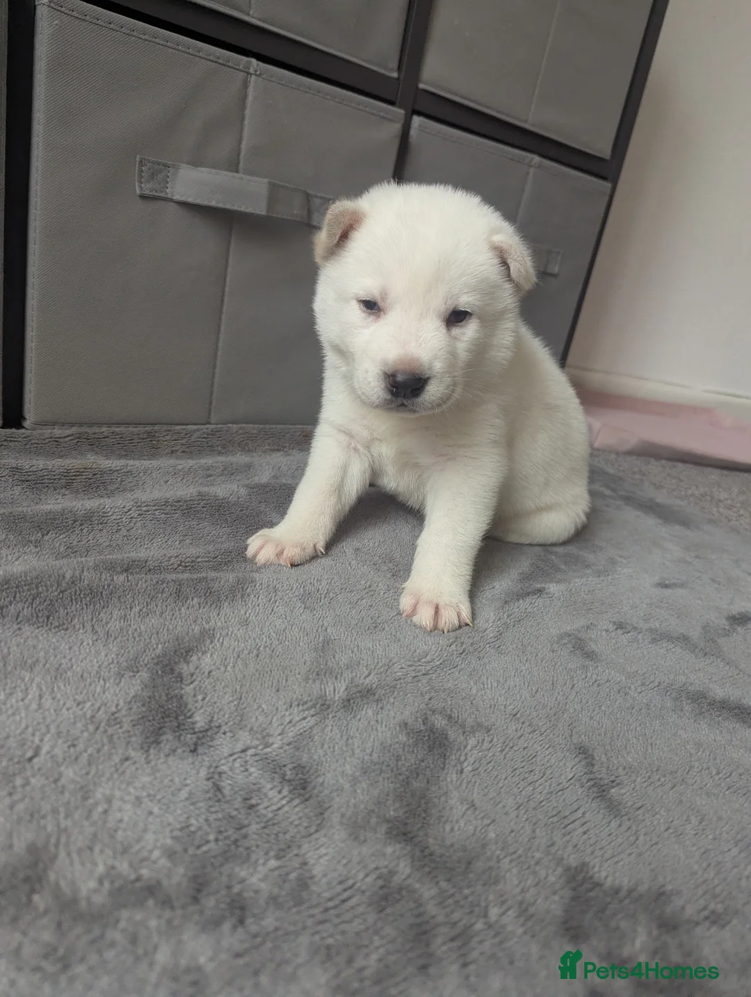 Huskita dogs for sale: One stunning huskita boy left  - Advert 2