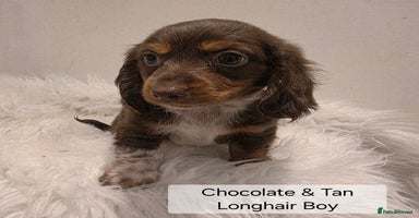 Miniature Dachshund dogs - Advert 15