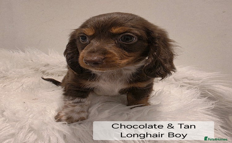 Miniature Dachshund dogs - Advert 3