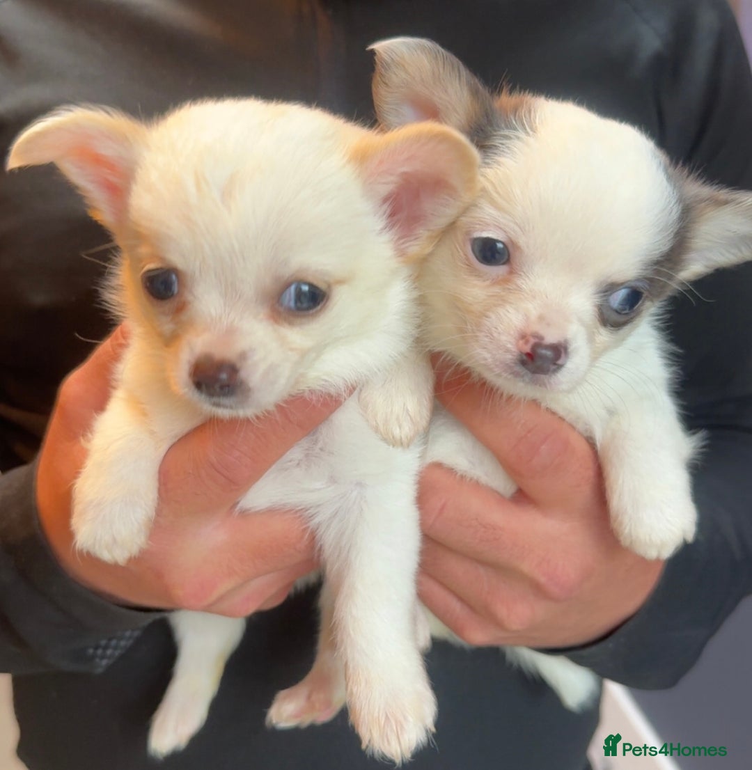 Chihuahua dogs for sale: lovely litter full breed chihuahua puppies - Advert 7