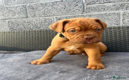 Dogue De Bordeaux dogs for sale: Beautiful litter of dogue de bordeauxs - Image 19