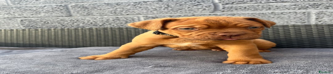 Dogue De Bordeaux black 