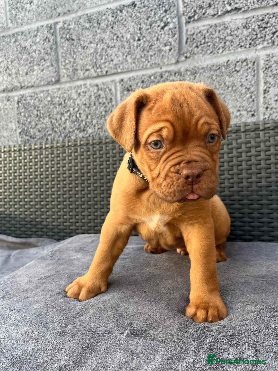 Dogue De Bordeaux dogs for sale: Beautiful litter of dogue de bordeauxs - Image 19