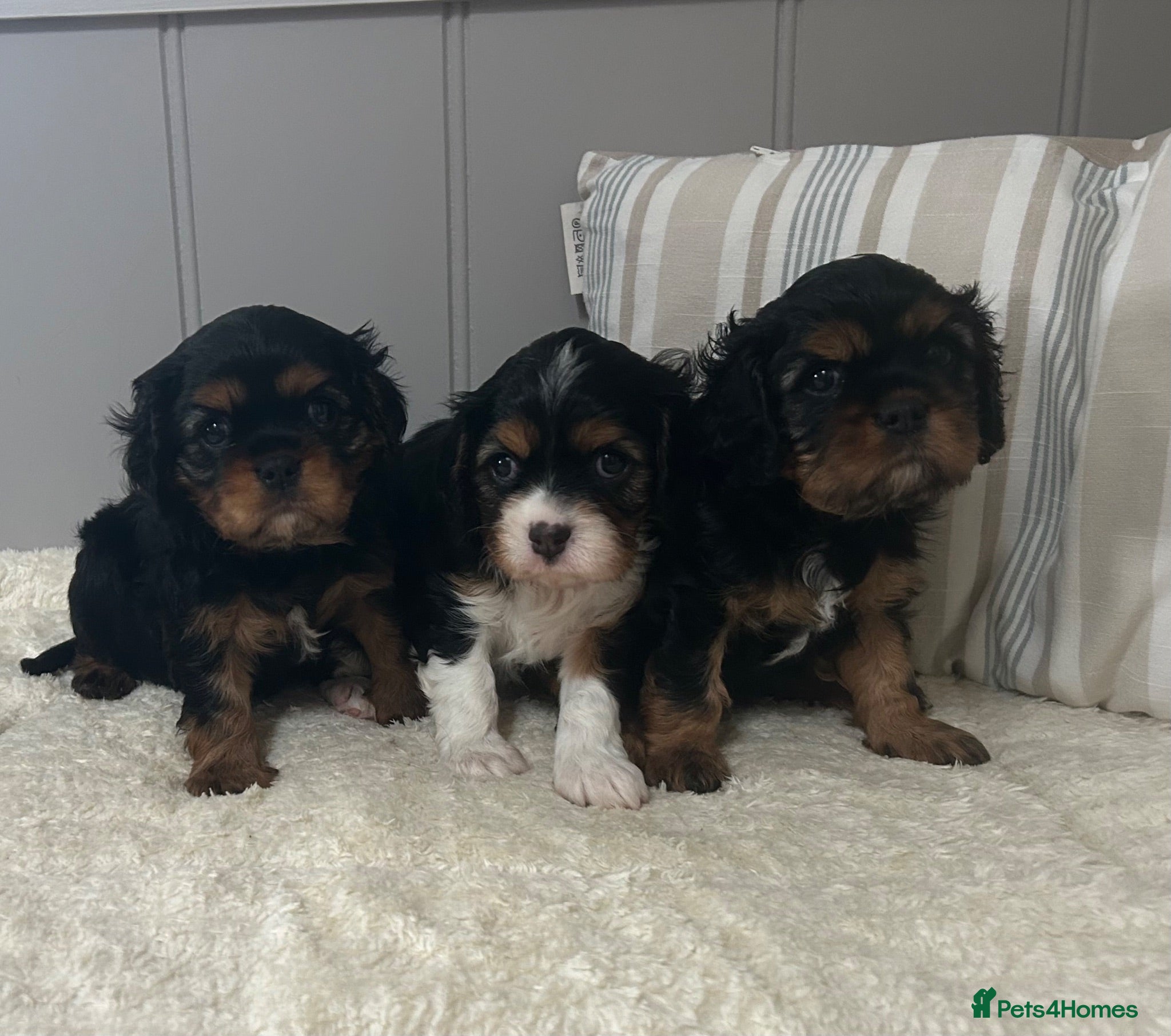 Cavalier King Charles Spaniel dogs Kc Reg’d, health tested female Cavalier pups - Advert 2