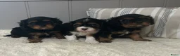 Cavalier King Charles Spaniel dogs for sale: Kc Reg’d, health tested female Cavalier pups - Advert 4