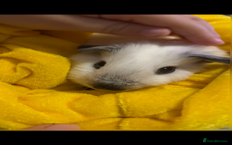 Guinea Pig rodents for sale: 2 male bonded guinea pigs and c&c set  - Advert 3