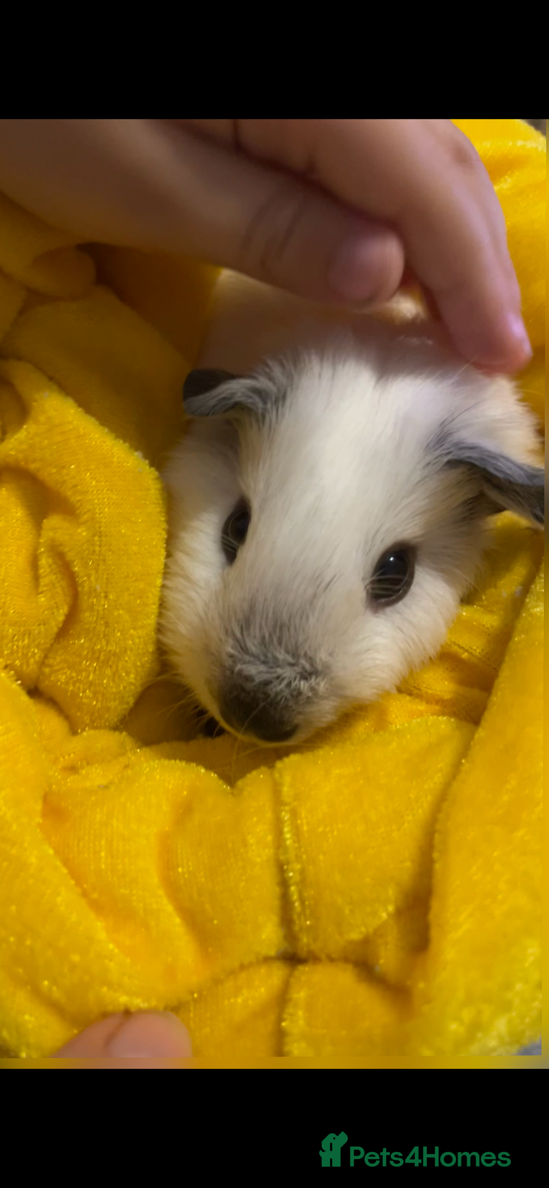 Guinea Pig rodents for sale: 2 male bonded guinea pigs and c&c set  - Advert 3