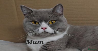 British Shorthair cats - Advert 16