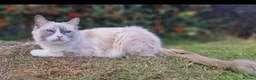 Ragdoll cats for sale: Fluffy gorgeous Ragdolls  - Advert 13