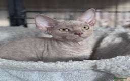 Devon Rex cats for sale: Adorable pedigree Devon Rex  - Image 8