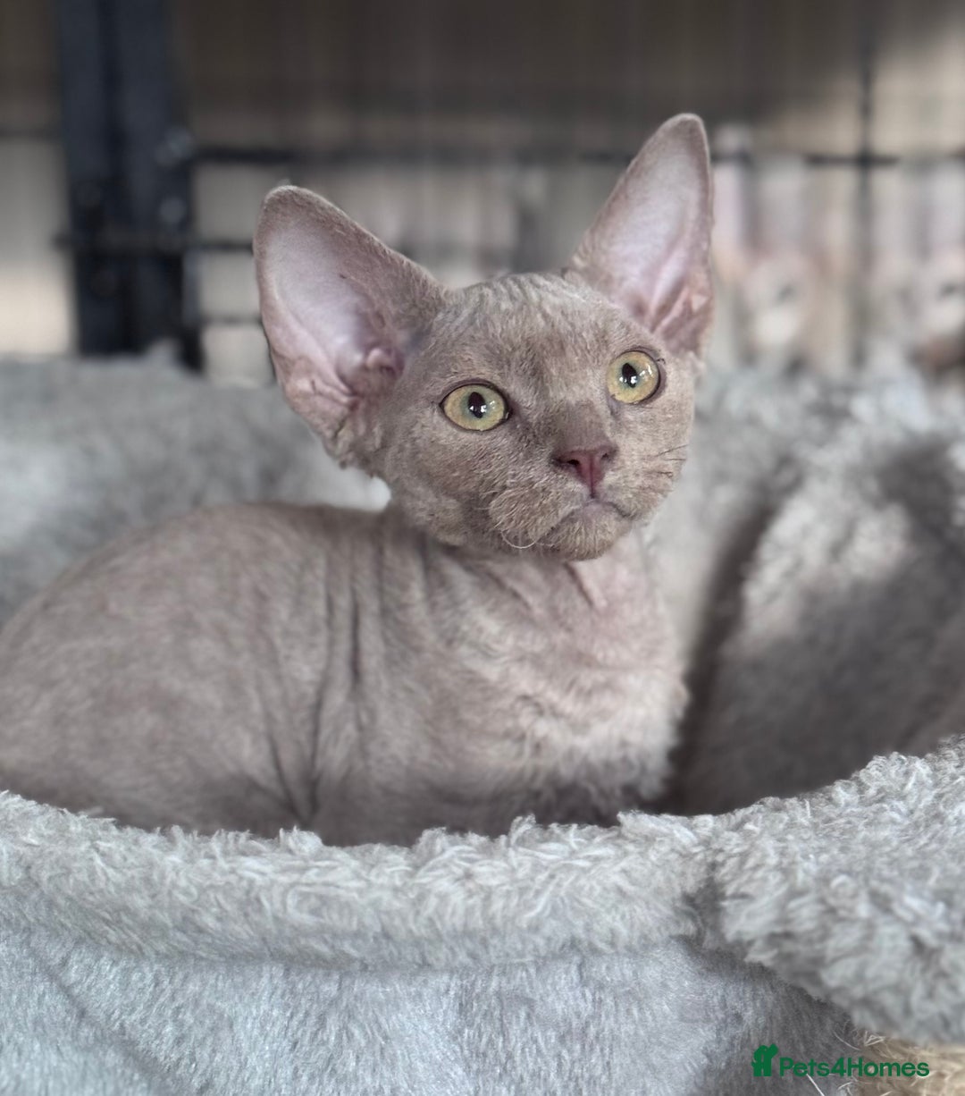 Devon Rex cats for sale: Adorable pedigree Devon Rex  - Image 8