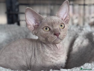 Devon Rex cats - Advert 2