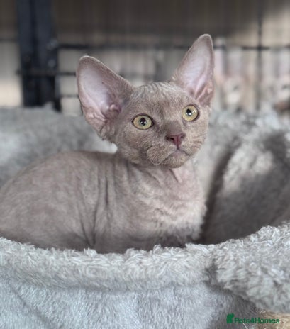 Devon Rex cats - Advert 1