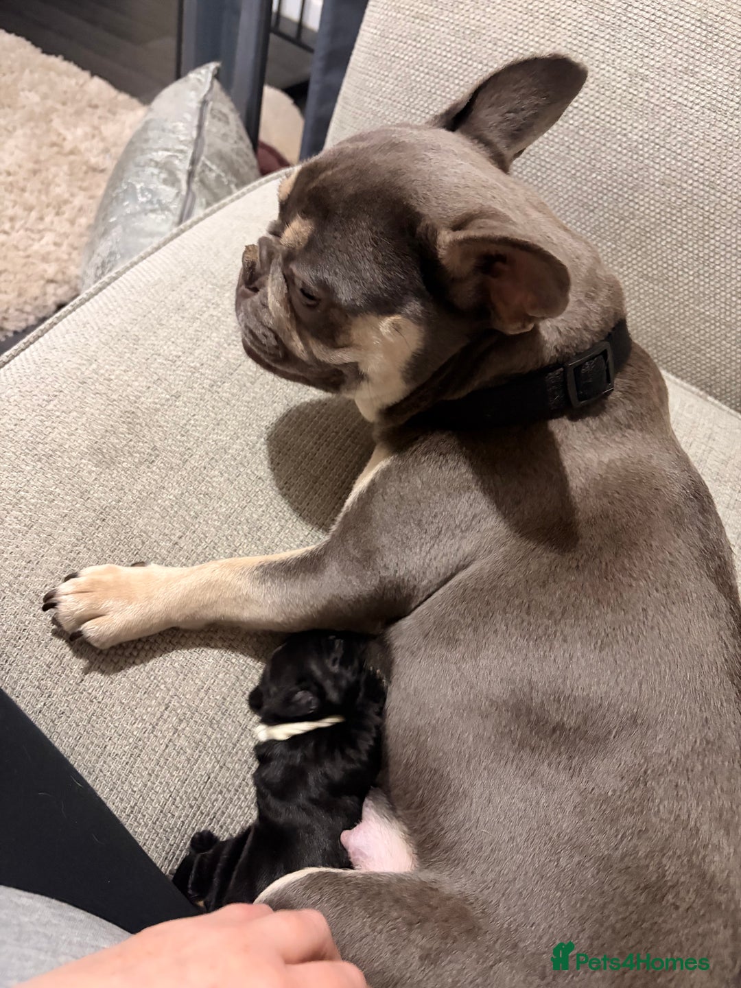 Mixed Breed dogs for sale: Frocker puppies - Advert 14