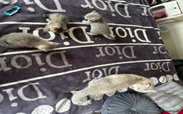 British Shorthair cats for sale: British shorthair kittens  - Image 37