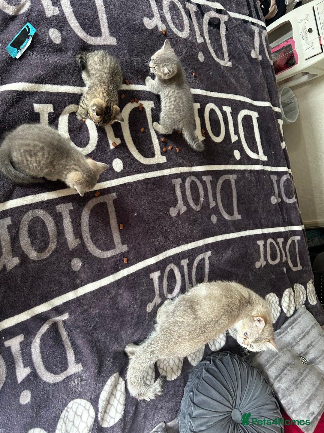 British Shorthair cats for sale: British shorthair kittens  - Image 37