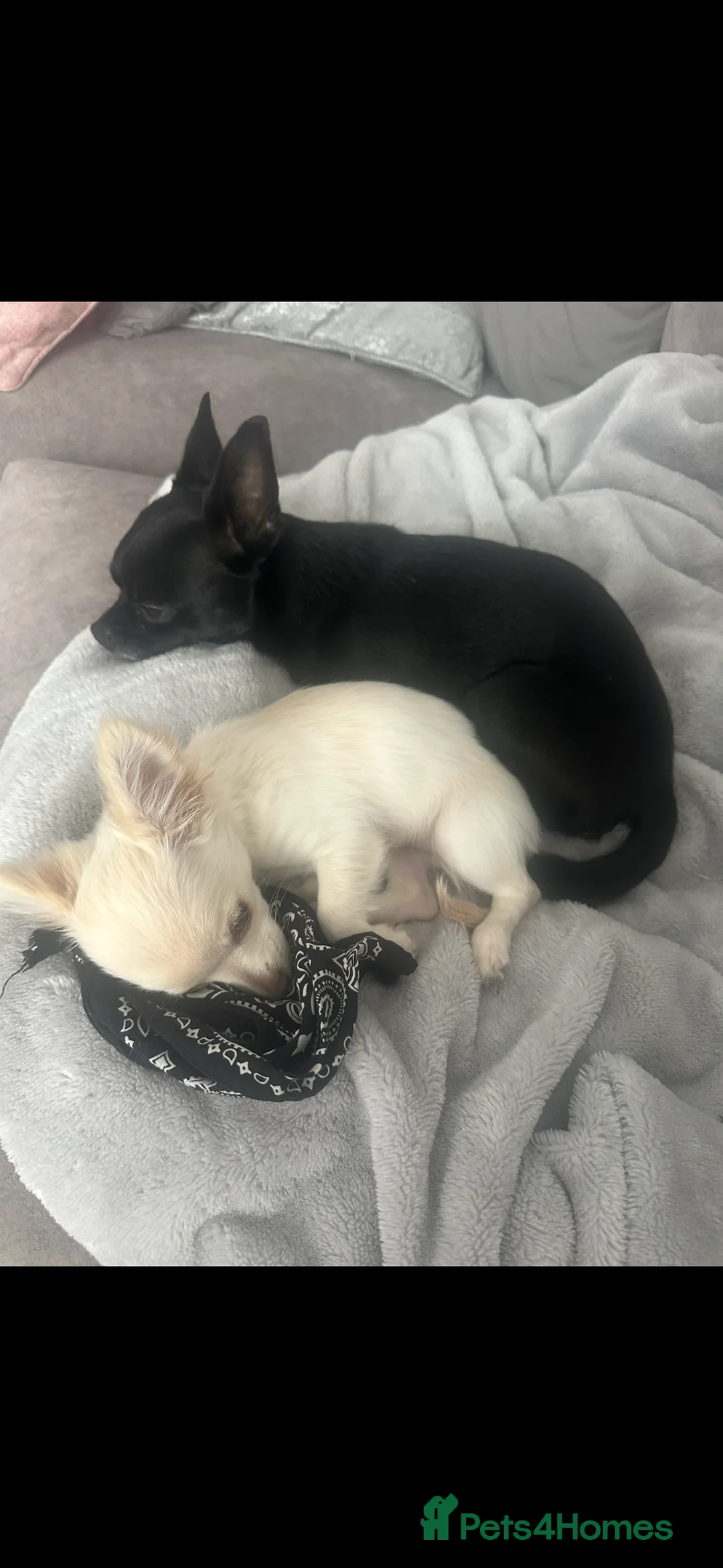 Chihuahua dogs for stud: Black brown chihuahua for STUD - Advert 4