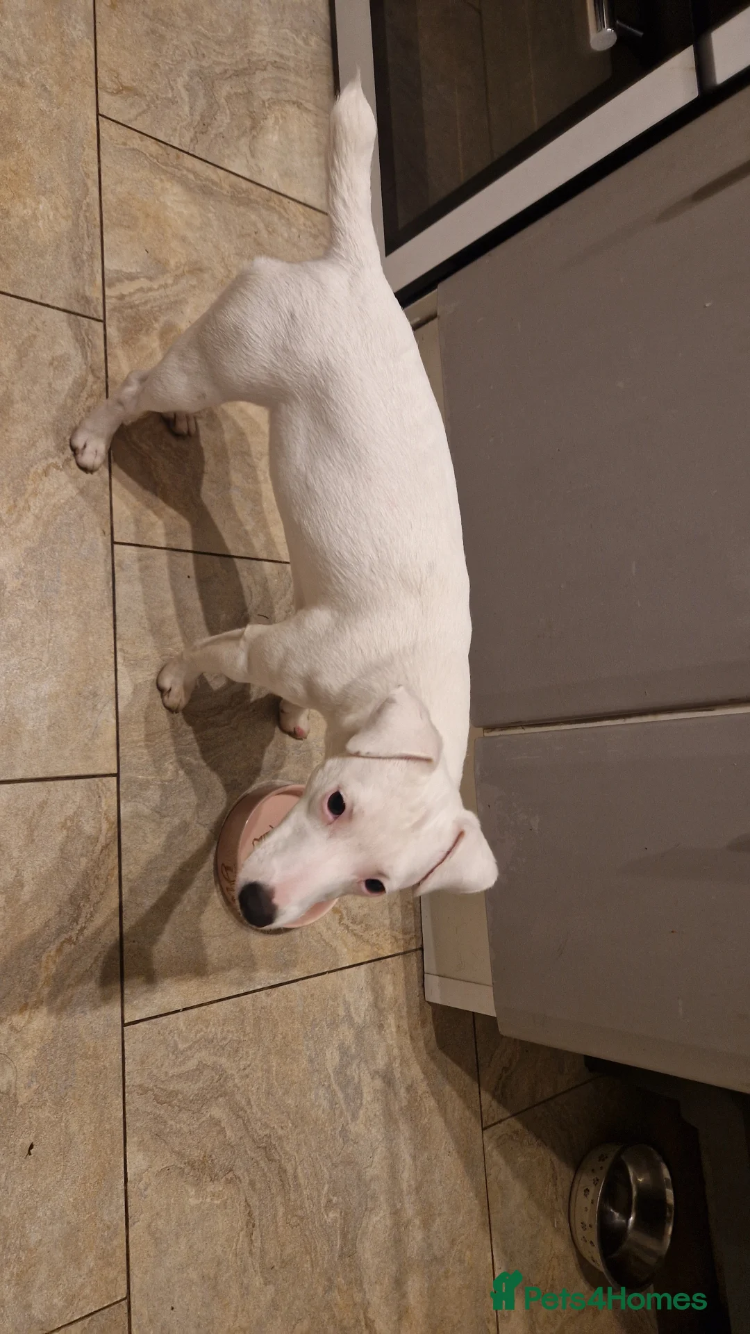 Jack Russell dogs for sale: Nala-Rose - Advert 3
