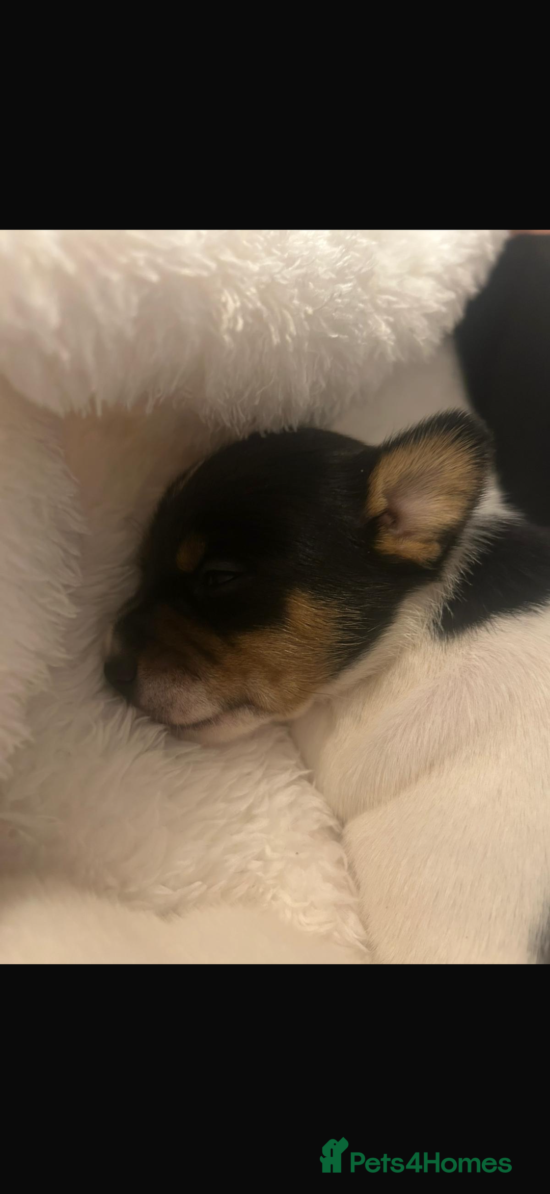 Jack Russell dogs for sale: Short legged Jack Russell puppies - Advert 9