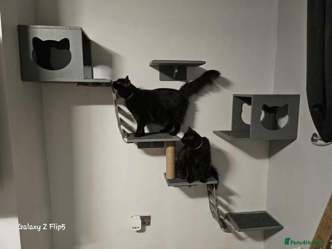 British Longhair cats for sale: Meet Hocus & Pocus  - Image 3