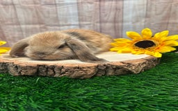 Mini Lop rabbits for sale: Gorgeous mini lops - yellow litter - Image 2