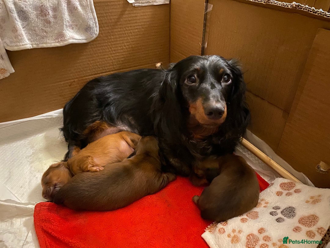 Miniature Dachshund dogs for sale: Gorgeous Long Haired Miniature Dachshund puppies!  - Image 9