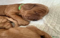 Cockapoo dogs for sale: Cockerpoo - Advert 6