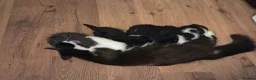 Mixed Breed cats for sale: Gorgeous little kittens - Advert 10