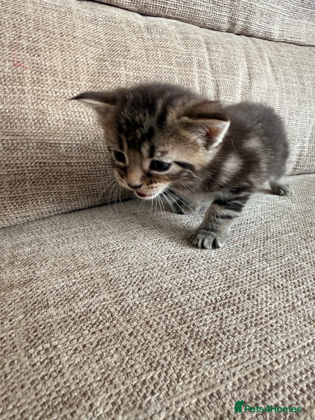Maine Coon cats for sale: Gorgeous Fluffy Maine Coon Kittens  - Advert 31