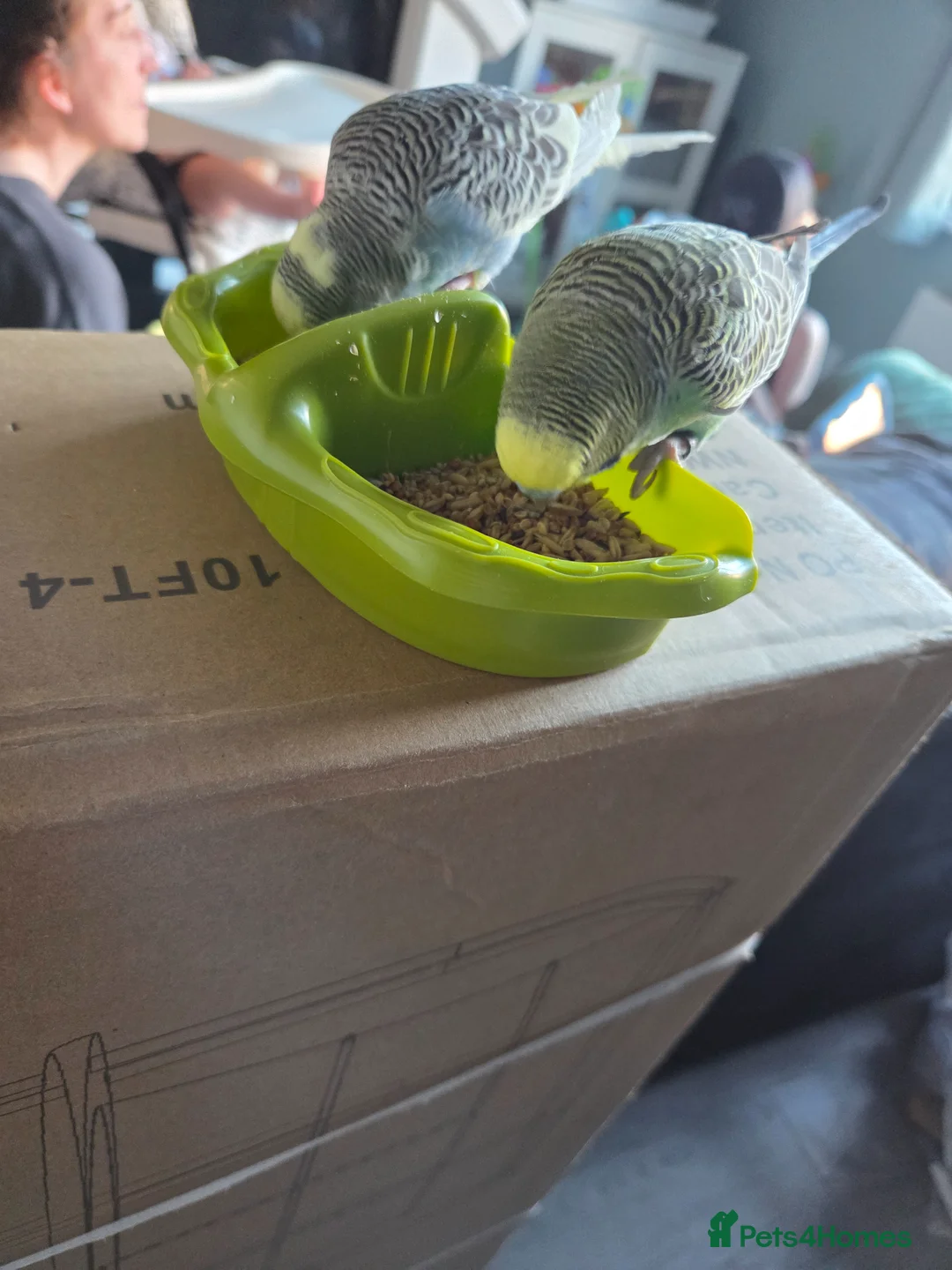 Budgerigars birds for sale: 2x Male Budgies with cage and food in Manchester - Advert 2