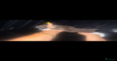 Maine Coon cats - Advert 2