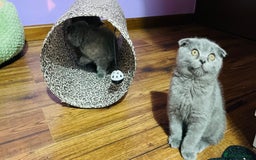 Scottish Fold cats for sale: Beautiful litter of Scottish fold  😍 - Image 11