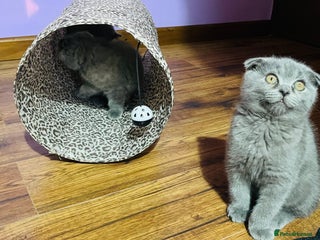 Scottish Fold cats Beautiful litter of Scottish fold 😍 - Advert 11