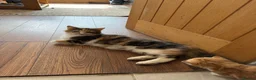 Mixed Breed cats for sale: 7 very fluffy Mainecoon mix breed kittens  - Advert 4