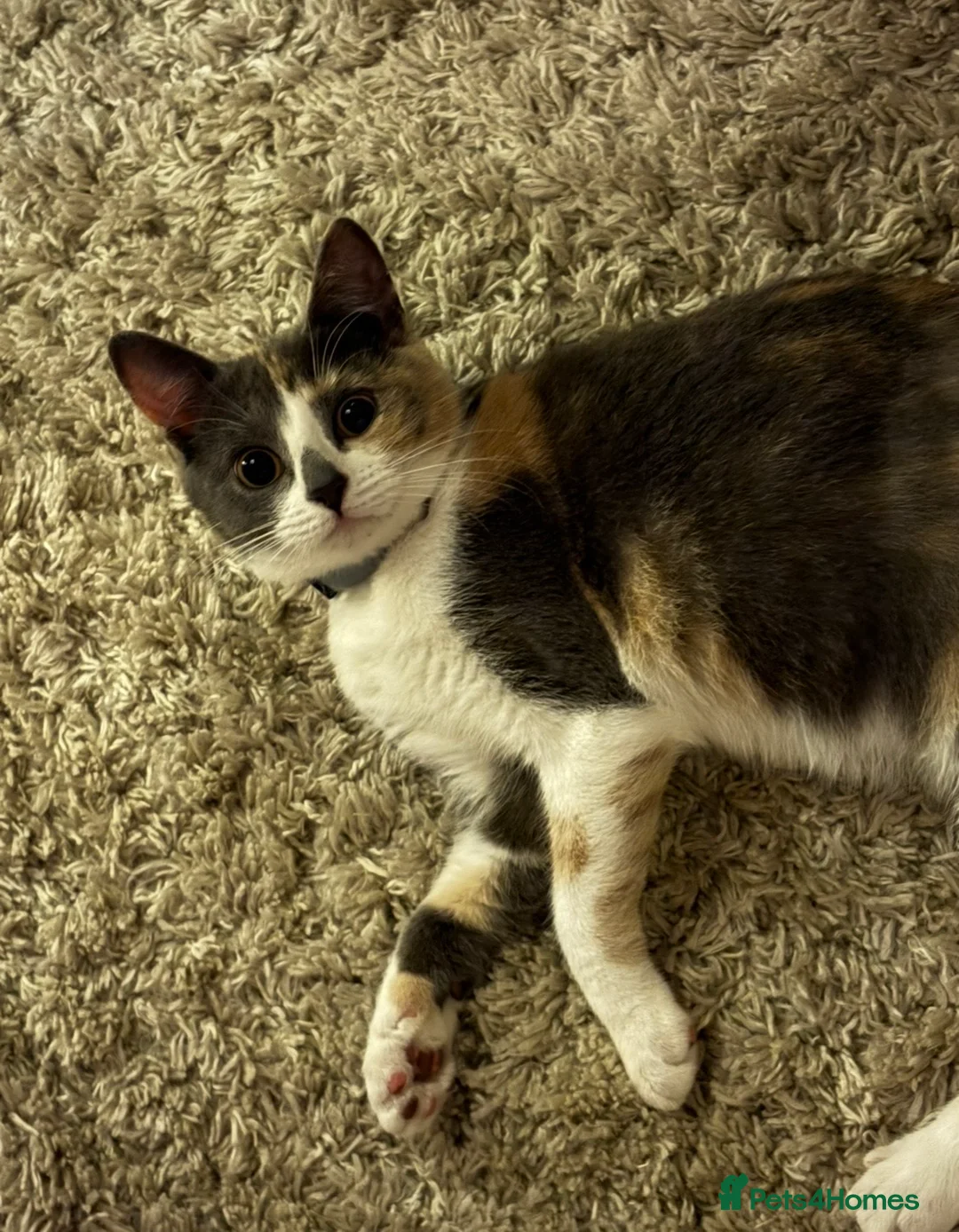 Mixed Breed cats for sale: Indoor Mixed British Short Hair Kitten - Advert 3