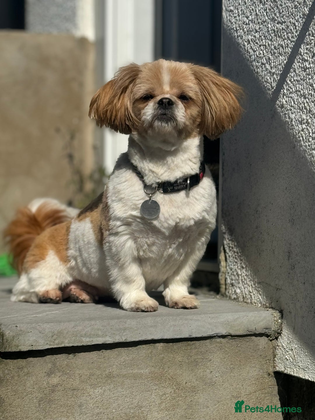 Shih Tzu dogs for sale: 🐾 Sweet Shih Tzu Looking for a Loving Home 🐾 - Image 6