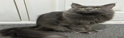 Maine Coon cats for sale: 3 quarter Mainecoon in Workington - Advert 12