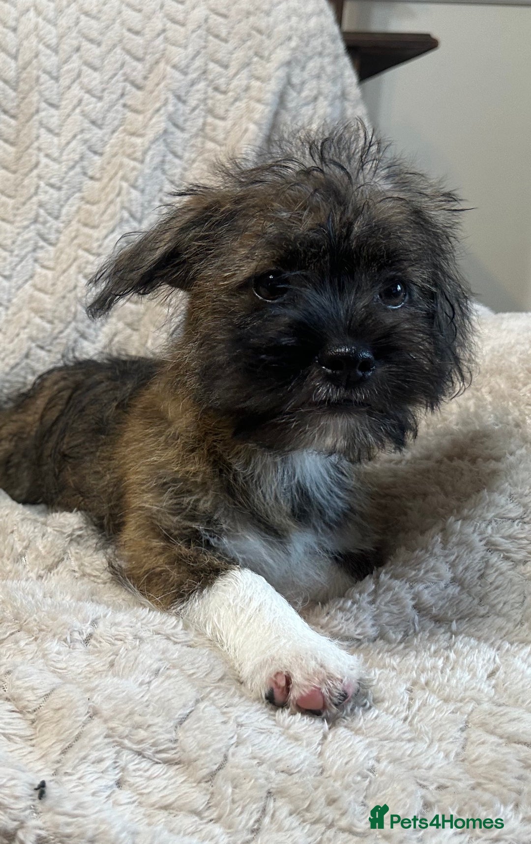 Mixed Breed dogs for sale: 2 absolutely gorgeous Shih tzu x Jack Russell  - Image 5