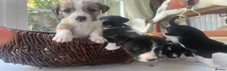 Mixed Breed dogs for sale: Beddy whippet (F1) x Jack Russell pups - Advert 20