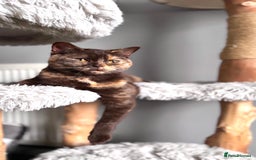 British Shorthair cats for sale: Chocolate tortie British shorthair female  - Image 3