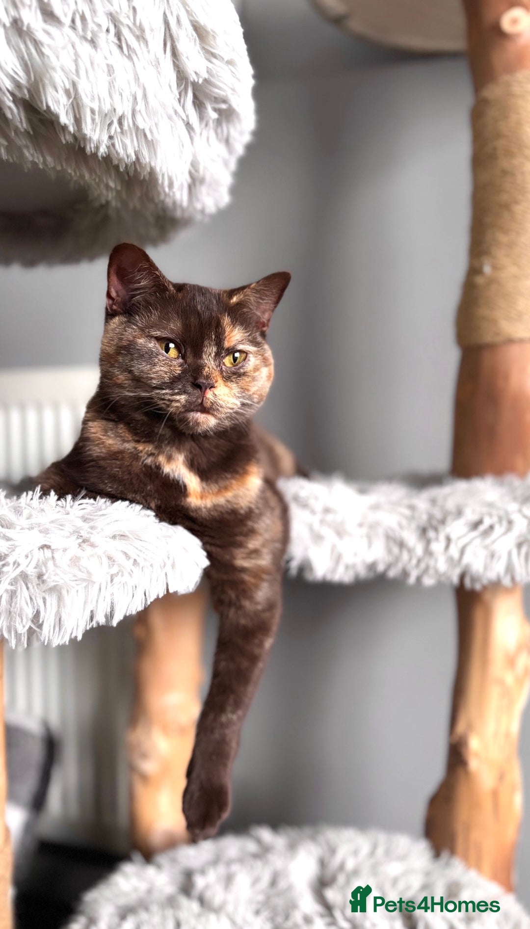 British Shorthair cats for sale: Chocolate tortie British shorthair female  - Image 3