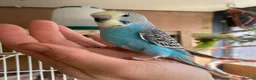 Budgerigars birds for sale: Hand tame baby budgies available  - Advert 1